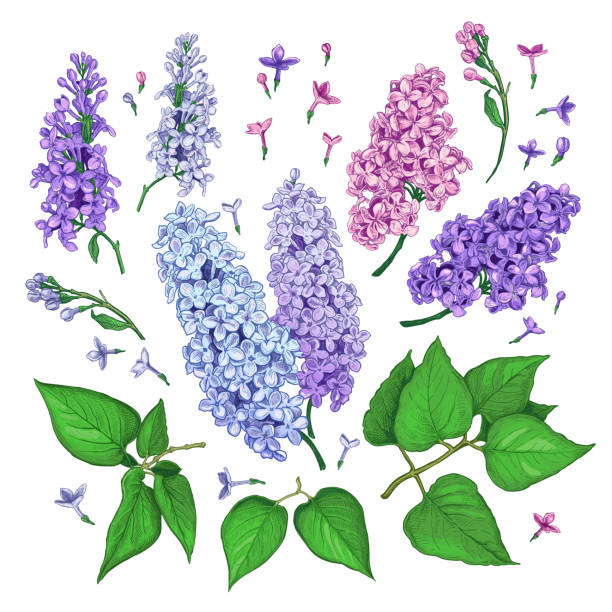 lilac flower set color2 - leylak stock illustrations