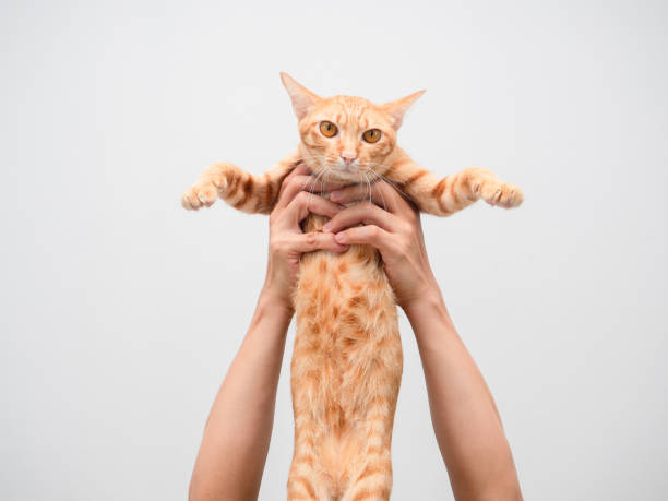 istock Man hand holding lovely cat orange color 1424501876