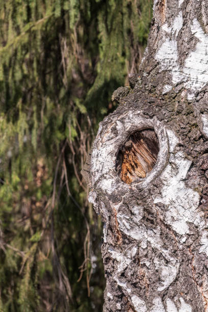 istock The texture of the birch bark. Birch bark background 1424504699