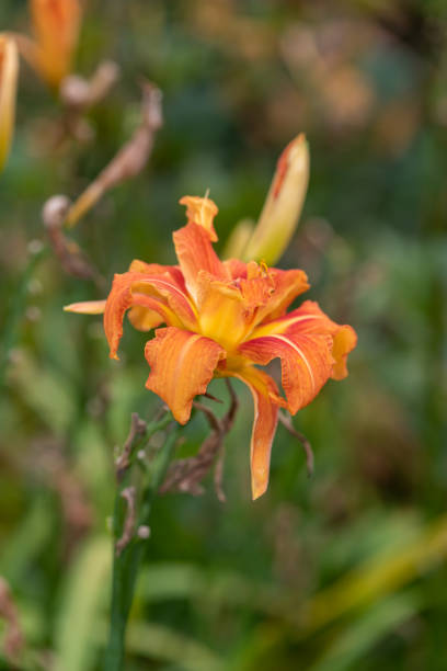 istock Orange daylily ((hemerocallis fulva) flower 1424505717