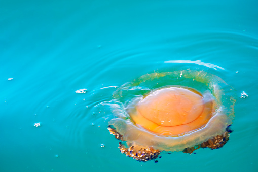 Top view of a Mediterranean jellyfish (Cotylorhiza tuberculata) floating in the see water of Savudria port, Croatia. It looks like an egg and has very little or no effect on humans and is  living in the Mediterranean Sea, Aegean Sea, and Adriatic Sea.