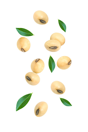 Soybeans with green leaves flying in the air isolated on white background.