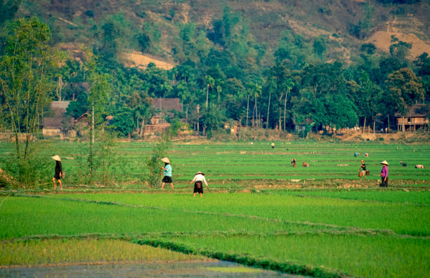 diapositiva scannerizzata di una fotografia storica a colori di persone irriconoscibili in un campo di riso nella "valle del fiume rosso" nel vietnam del nord - developing countries farmer rice paddy asia foto e immagini stock
