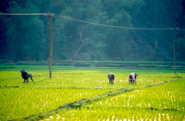 donna che raccoglie il riso - developing countries farmer rice paddy asia foto e immagini stock