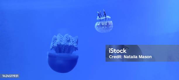 Jelly Fish In An Aquarium Royaltyfree Stock Photo Jelly Fish In An Aquarium Royaltyfree Stock Photo Jelly Fish In An Aquarium Royaltyfree Stock Photo Jelly Fish In An Aquarium On A Blue Background Stock Photo - Download Image Now