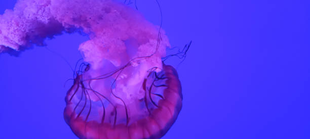 Beautiful pink jelly fish floating on a blue background