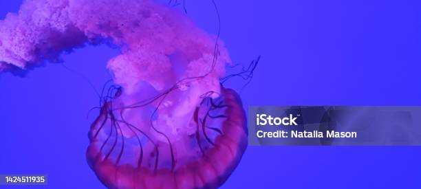 Beautiful Pink Jelly Fish Floating On A Blue Background Stock Photo - Download Image Now