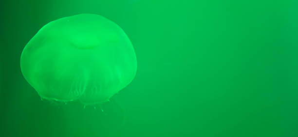 Moon jellyfish in  Aquarium Tank