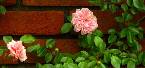 pink roses hanging on the wall