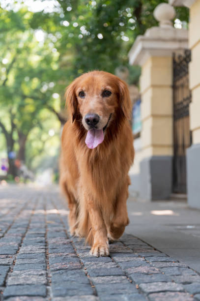 istock Golden Retriever Walking in the Park 1424521391