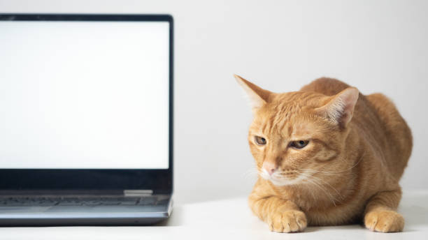 istock Close up orange cat laying on the table with laptop white screen 1424522219