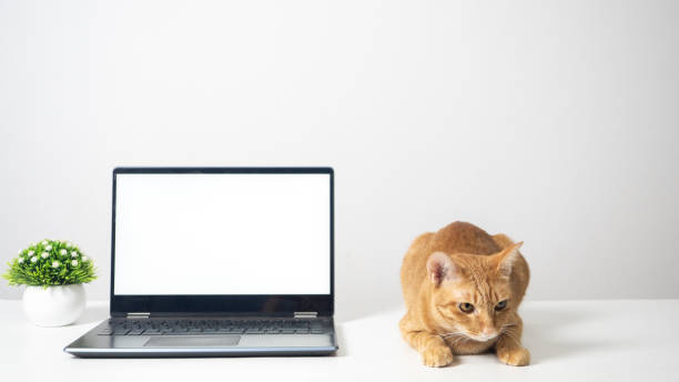 istock Cat with laptop white screen on the table copy space 1424522223