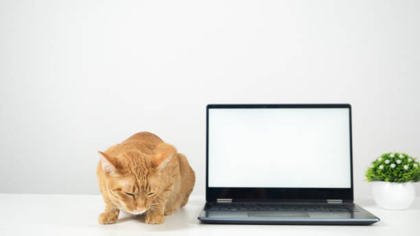 istock Cute cat laying on the table with laptop white screen 1424522246