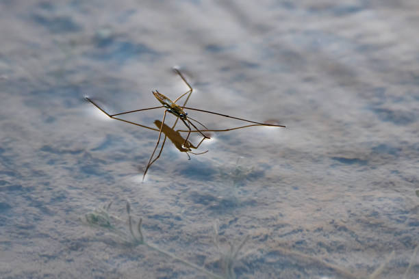 istock High Angle View Of Water Strider On Lake 1424524340