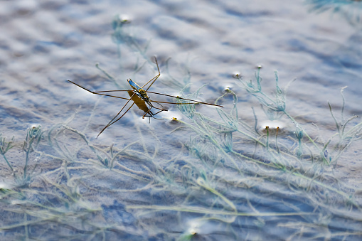 High Angle View Of Water Strider On Lake