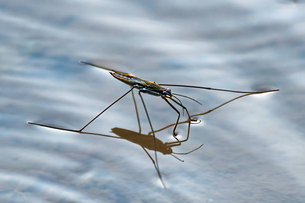 High Angle View Of Water Strider On Lake stock photo