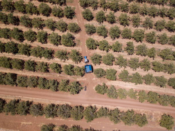 istock Blue tractor and trailer crossing agriculture tree field. 1424526251