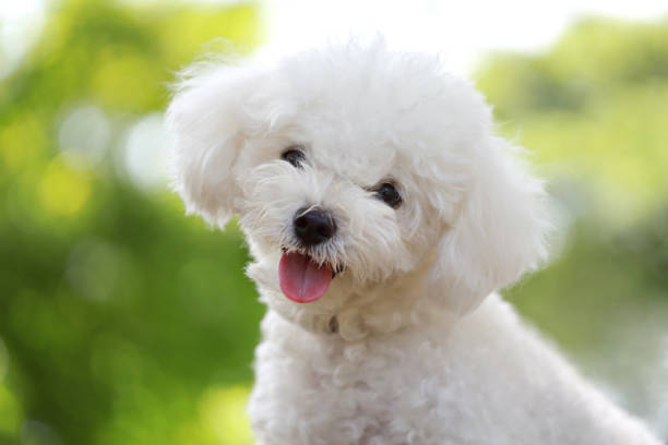 cute white bichon in a park - bichon frisé stockfoto's en -beelden