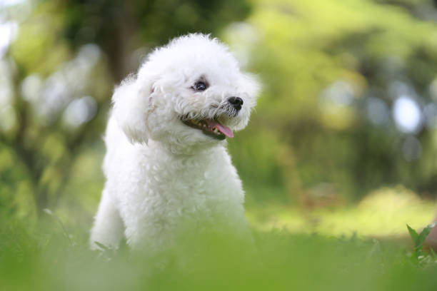 istock Cute White Bichon In A Park 1424527279