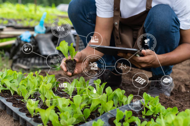сельскохозяйственные технологии фермер женщина держит планшет или планшет технологию для исследования проблем сельского хозяйства анали - 7329 стоковые фото и изображения