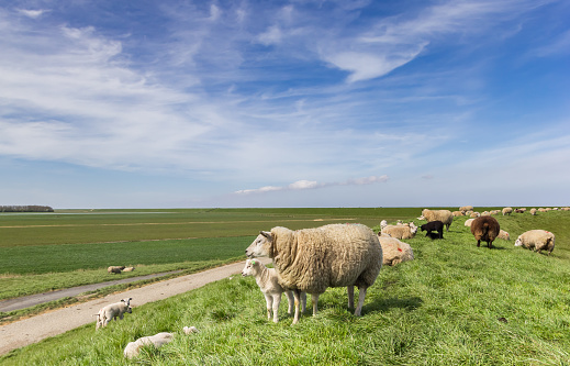 Sheep on a dike in Friesland, Netherlands