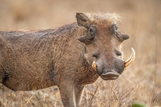 istock Close-up of common warthog with missing tusk 1424532615