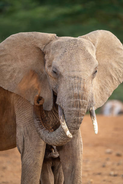 istock Close-up of elephant spraying dust with trunk 1424532630