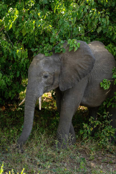 istock African bush elephant stands under leafy bush 1424532643