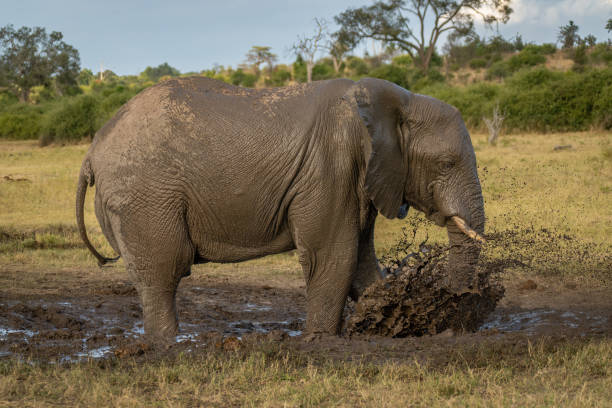 istock African bush elephant stands spraying muddy water 1424532644