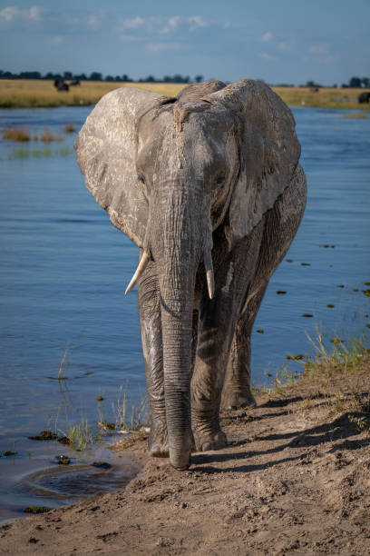 istock African bush elephant stands on sunlit riverbank 1424532659