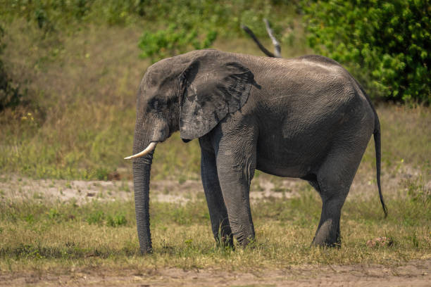 istock African bush elephant stands on sunny riverbank 1424532678