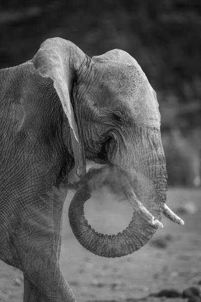 istock Mono African elephant squirts dust from trunk 1424532685