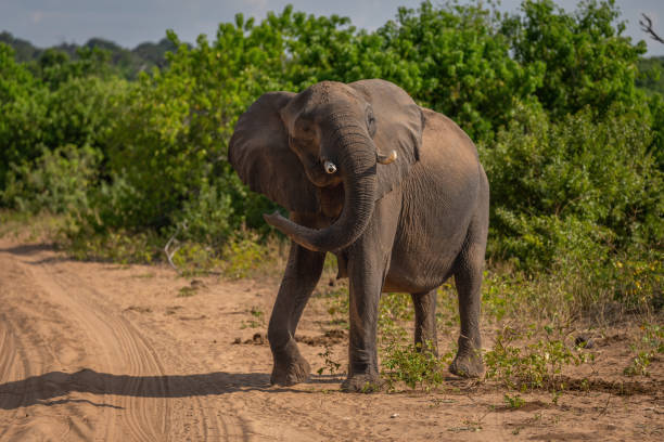 istock African bush elephant stands swinging trunk around 1424533562