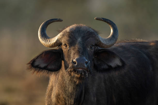 istock Close-up of Cape buffalo gazing at camera 1424533862