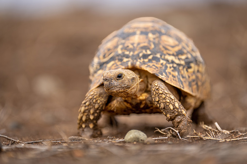 Leopard tortoise walks across savannah near pebble