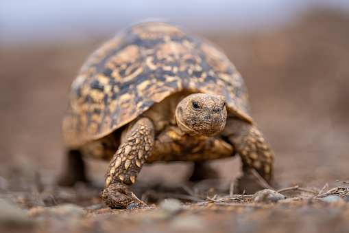 Leopard tortoise walks across savannah towards camera