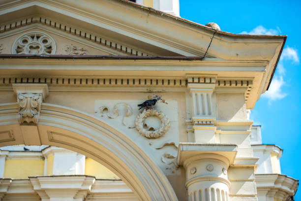 istock Pigeon on the facade of a building 1424535422