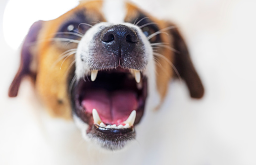 close-up of the mouth of a barking jack russell terrier on a light background