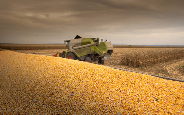 istock Combine harvester in evening action 1424544337