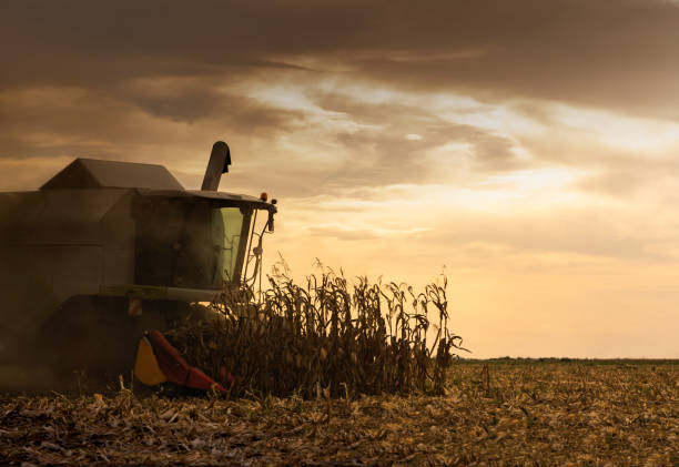istock Combine harvester in evening action 1424544408
