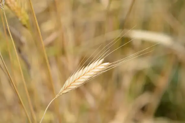 Einkorn wheat - Latin name - Triticum boeoticum