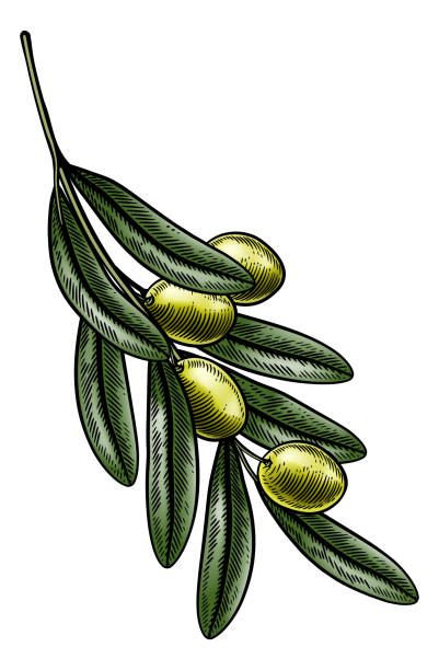 illustrazioni stock, clip art, cartoni animati e icone di tendenza di olives branch illustrazione vintage woodcut - orchard fruit vegetable tree