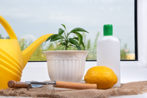 Fertilization of potted citrus growing on window sill, bottle of fertilizer and water can. Lemon planting in room. stock photo