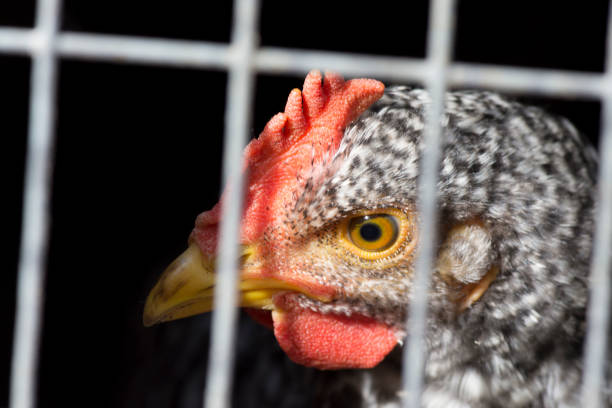 Hen in a cage. Farming of chickens, home farm.