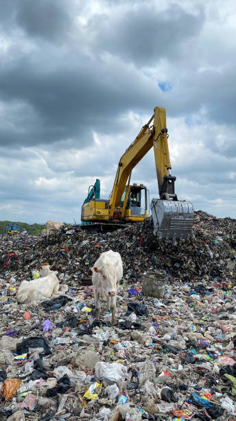 istock The cows in the municipal garbage shelter 1424552683