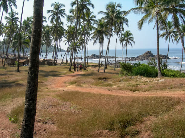istock Palm grove in Goa 1424554478