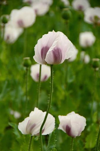 Agriculture field with blooming white papaver flower heads. It is a perennial plant with finely divided, roughly hairy, grey-green leaves.