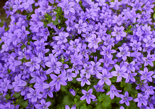 Purple flowers of Dalmatian bellflower or Adria bellflower or Wall bellflower (Campanula portenschlagiana) blooming on blurred background garden. lilac Campanula