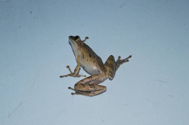 istock frog with golden skin 1424559782
