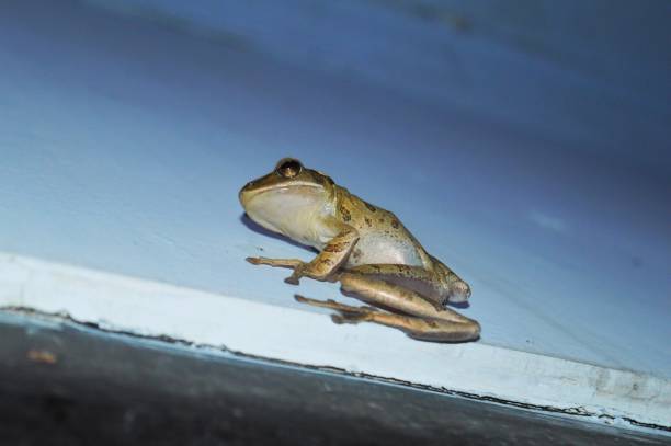 istock frog with golden skin 1424559938